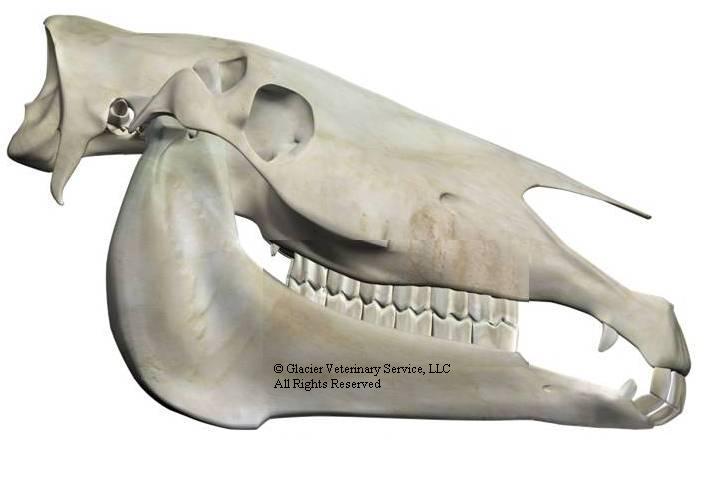 Equine Skull with excessive ridges