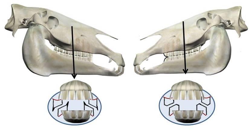 Equine Dental Float Image