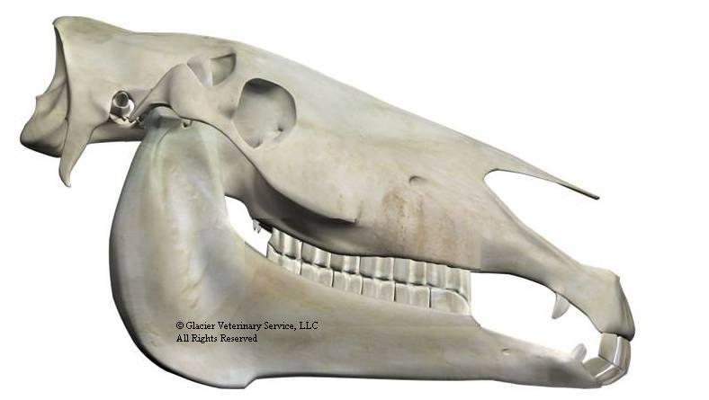 Equine Skull with hooks